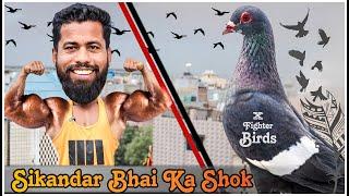 Sikandar Bhai Ka Shok | सिकंदर भाई के कबूतर   | X Fighter Birds