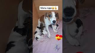 невероятно развит, материнский инстинкт️ #jackrussel #джекрасселтерьер #сонечка #соня #shorts #dog