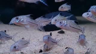 Corydoras trilineatus (wild) bij Aquarium Speciaalzaak Utaka