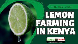 The Resilient Lemon Farming Industry in Kenya