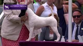 Fox Terriers (Smooth) | Breed Judging 2021