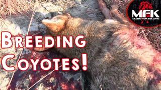 How To Call Breeding Season Coyotes! (Remember When)