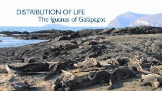 Richard Dawkins: Distribution of Life: The Iguanas of Galápagos