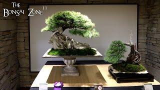 The Toronto Bonsai Society's Special 60th Anniversary Show, The Bonsai Zone, Oct 2024