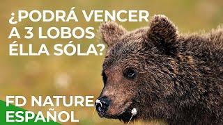 Duelo en el Ártico: Osos vs. Lobos | Free Documentary Nature - Español