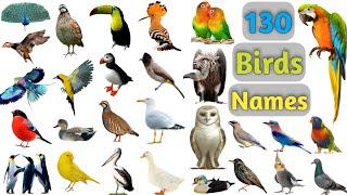 Birds Vocabulary ll 130 Birds Name In English With Pictures ll Birds Pictures