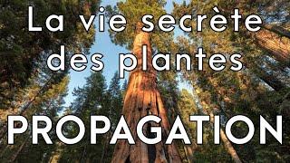 La vie secrète des plantes 1/3 : Propagation