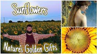 Sunflowers: Nature's Golden Gifts  Facts, Health Benefits & History