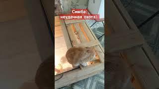 брудер для цыплят, защита от котов