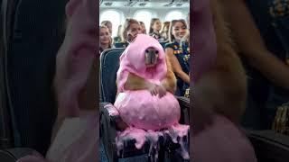 卡皮巴拉在飞机上揉出好多泡沫  Capybara rubbed a lot of foam on the plane#capybara #funny #animals #カピバラさん