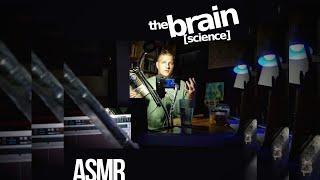 The Human Brain (part 3) | ASMR soft-spoke [science, facts]