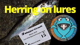 Herring on LRF UK. Light Rock Fishing UK #lrfuk devon lrf