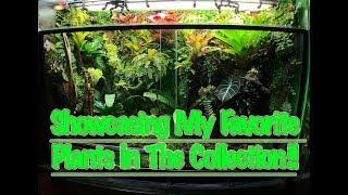 Showcasing MY Favorite Plants In The BIOACTIVE Vivariums!!!