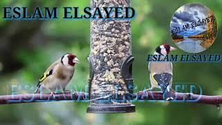 قصة دين الرجل وبركة رسول الله ﷺ || ESLAM ELSAYED