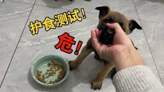 小馬犬第一次上跑步機，笑死了…四只脚各跑各的！#哈士奇 #husky #pets #黃狗 #萌宠 #狗狗