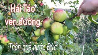 Phát hiện hàng táo siêu trái bờ ruộng không ai hái | Cuộc sống thôn quê ở Đức