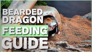 MY COMPLETE Bearded Dragon Feeding Guide! What Do Bearded Dragons Eat?