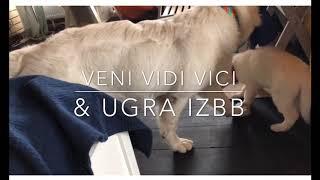 VVV IZBB 55 d.o meets Ugra IZBB 5 m.o