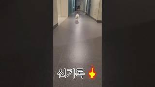 달리기 신기록 강아지 춘밤이 #비숑 (Chunbam, a running dog)