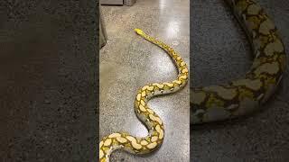 I could watch this all day. #snake #brianbarczyk #thereptarium