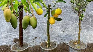 How To Grow Mango Trees From Mango Lemon Trees From Lemon and Olive Trees From Olive Using Branches