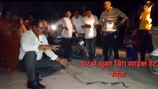 066 घर मे धुसा बिग साईज रेट स्नेक