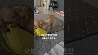 하루좽일 기분이 안좋더니 거북이랑 한판붙었네요 광복절 특집 루이 화이팅