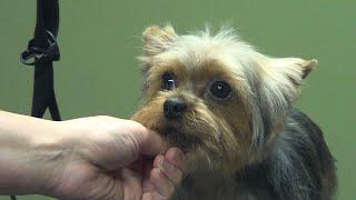 How to Groom A Yorkie (Puppy Cut) Yorkshire Terrier - Do-It-Yourself Dog Grooming