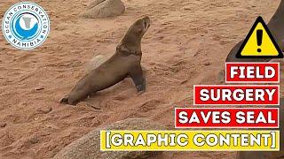 Field Surgery Saves Seal [Graphic Content]