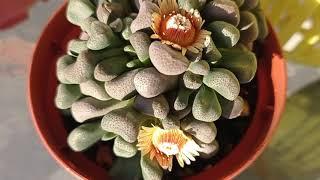 Aloinopsis schooneesii