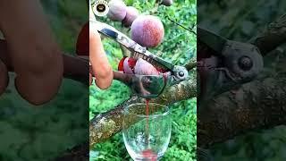 Surah Rehman With Amazing Fruits video️#Islamicwhatsappstatus#shortsvideo#viral