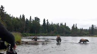 Wildlife cameraman charged by a bear