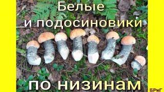 Сбор БЕЛЫХ и ПОДОСИНОВИКОВ по низинам.