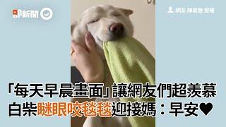 白柴犬早晨夢遊瞇眼咬毯毯 飛機耳找媽討摸摸：早安｜寵物｜狗狗｜柴柴