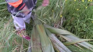 Peka Peka to Ōtaki Expressway - Harakeke harvesting