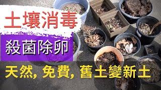 【How to quickly disinfect the soil】Old soil becomes new soil【如何快速幫土壤消毒】舊土變新土！