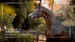 BANDIT SRA x RFI SALINA UNBORN FOAL - Brazilian Legends Arabian Auction 2024