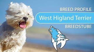 ► West Highland White Terrier Breed [2020] Temperament & Training