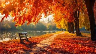 Stress Relief with Calming MusicBeautiful New England Fall Foligae, Cosy Autumn ~ Gentle Music