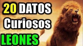 20 Datos Curiosos de los Leones - El Rey de la Selva