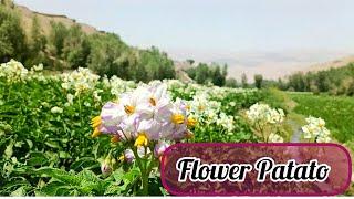 گل کچالو طبیعت زیبای بامیان Afghanistan#