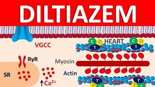Diltiazem - Mechanism, side effects, precautions & uses