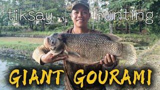 GIANT GOURAMI TIKSAY HUNTING