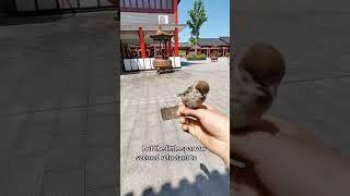 Wings of Gratitude:The Sparrow Who Stayed #shorts #animals #healing #love #cute #pets