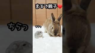 うさぎに甘える ハムスターが可愛いすぎる️