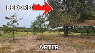 Making new PARK LIKE setting for Sharon! Freeing Towering Oak trees from overgrown jungle!