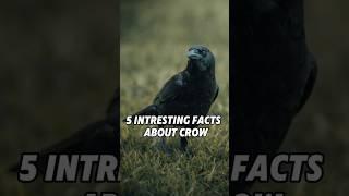 5 Mind-Blowing Facts About Crows You Didn't Know!#Crows#BirdFacts#Wildlife#AnimalIntelligence#Nature