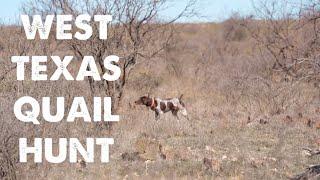 WEST TEXAS QUAIL HUNT