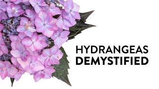 Hydrangeas Demystified - Everything You Need to Know About Hydrangeas