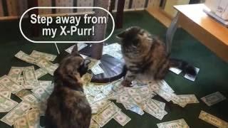 X-Purr XPurr Cat Fight